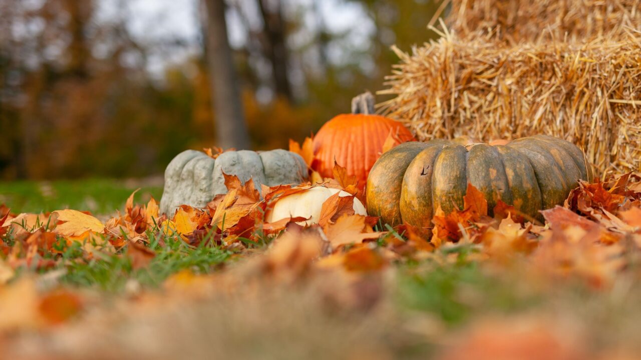 Otoño calabazas