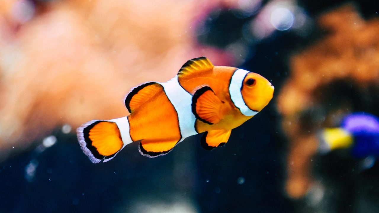 Rachel.h.SLM-unsplash
