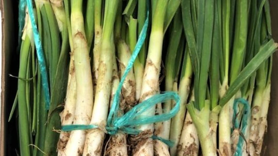 Calçots 2